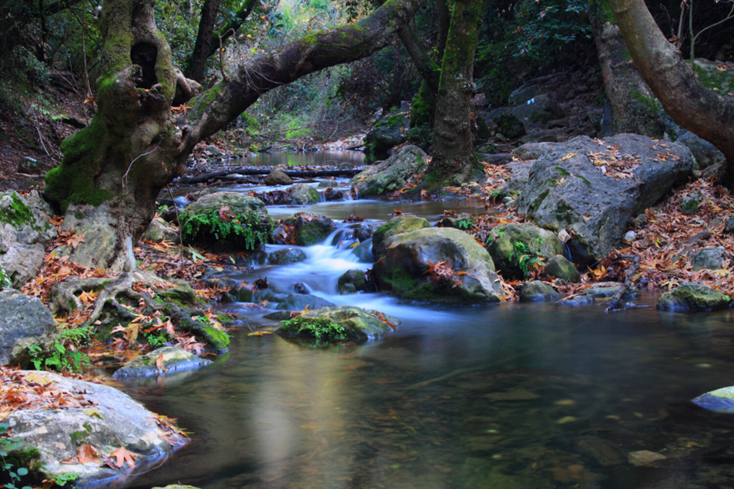 A calm creek in a wooded area